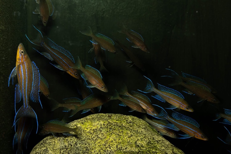 Paracyprichromis nigripinnis 'Kantalamba'
